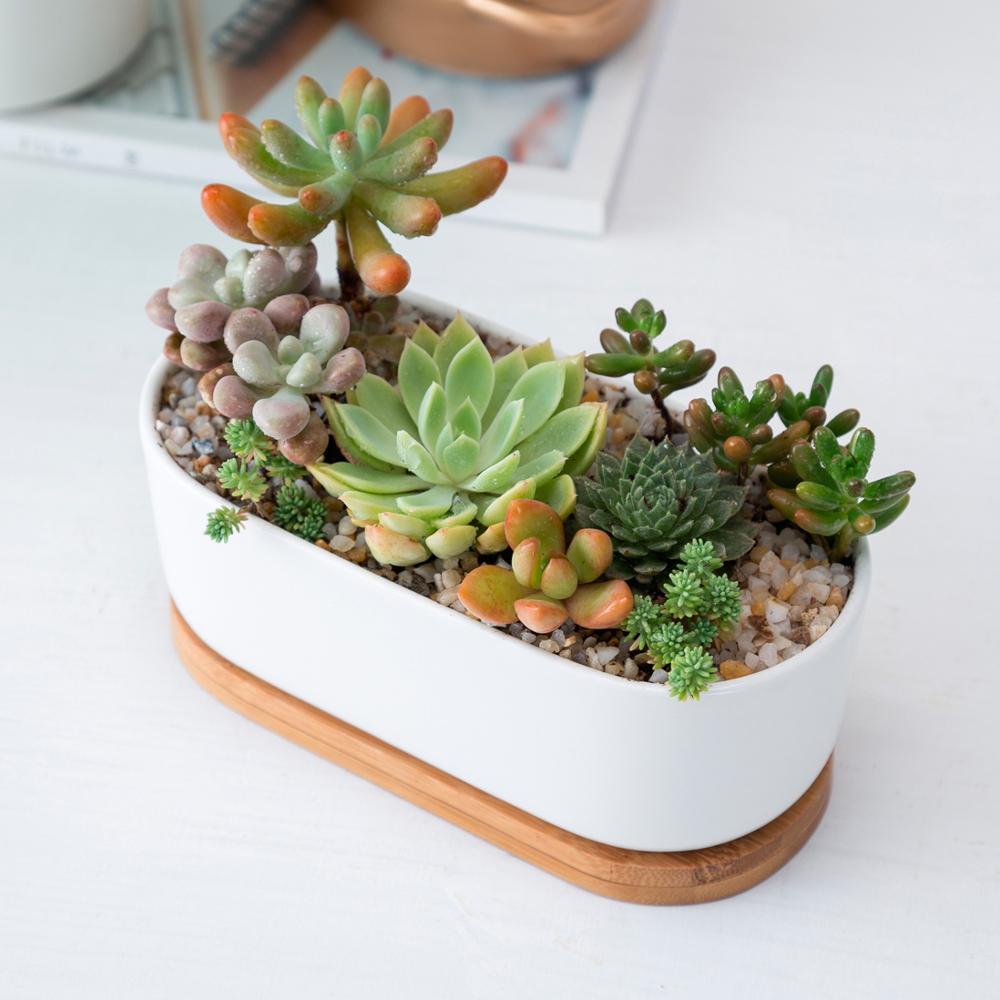 Sukkulententopf oval, weiß, Ø 16cm, mit Bambusuntersetzer und Drainageloch -KAKTOS