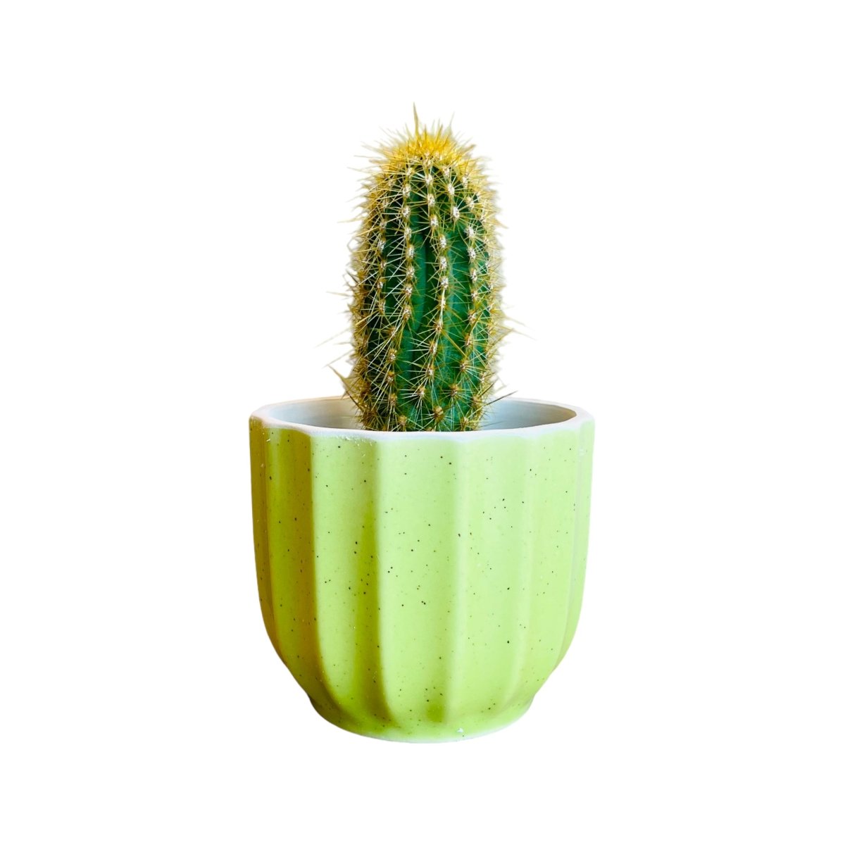 Guglhupf Mini-Blumentopf in verschiedenen Farben -KAKTOS