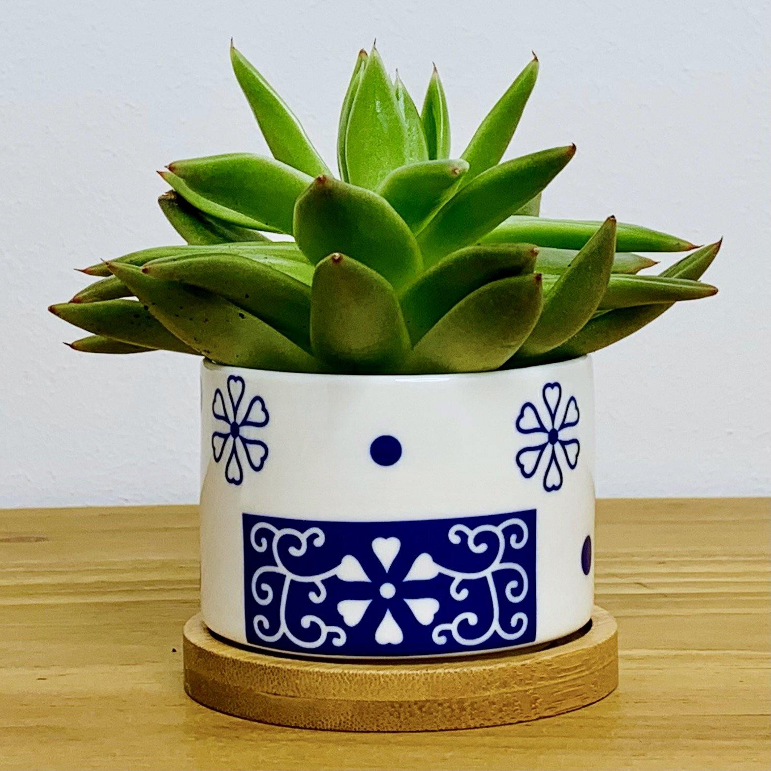 Tokyo - Blumentopf mit Drainageloch, Ø6,5cm mit Bambusuntersetzer -KAKTOS Pflanzen & Zubehör