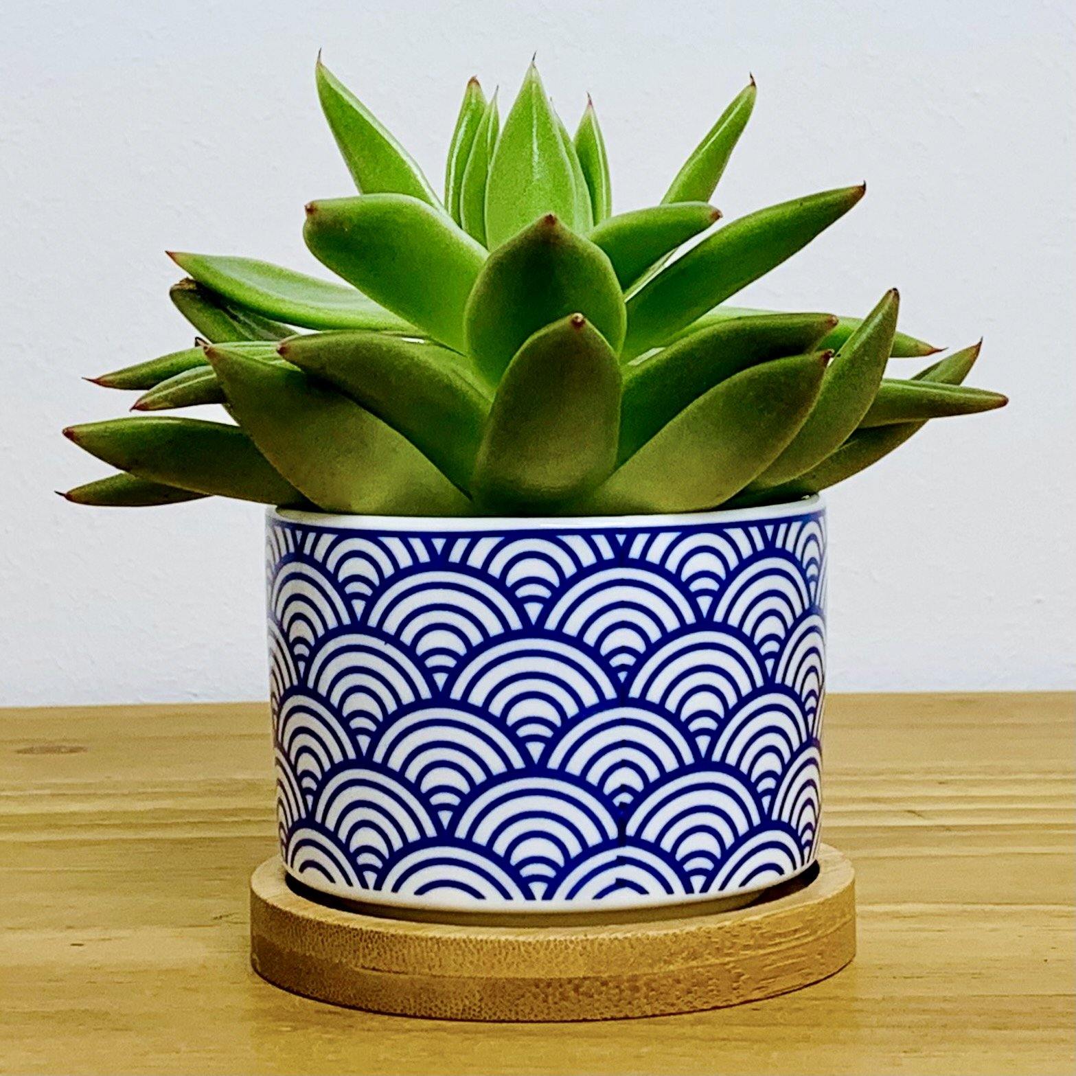 Tokyo - Blumentopf mit Drainageloch, Ø6,5cm mit Bambusuntersetzer -KAKTOS Pflanzen & Zubehör