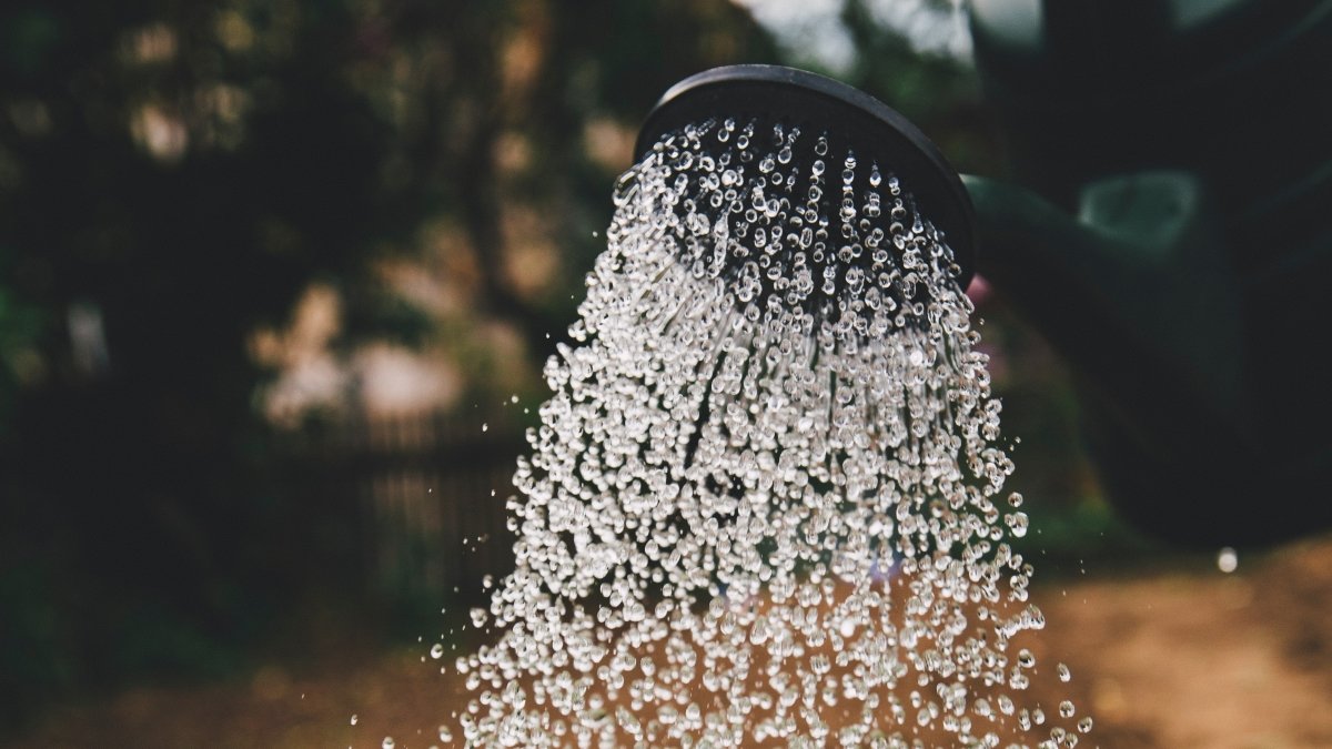 Die richtige Bewässerung von Zimmerpflanzen: Tipps und Tricks - KAKTOS