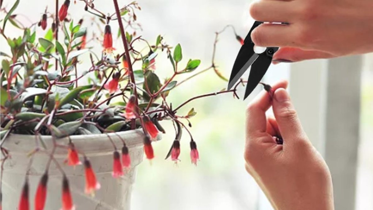 Korrekturschnitt bei Zimmerpflanzen - KAKTOS