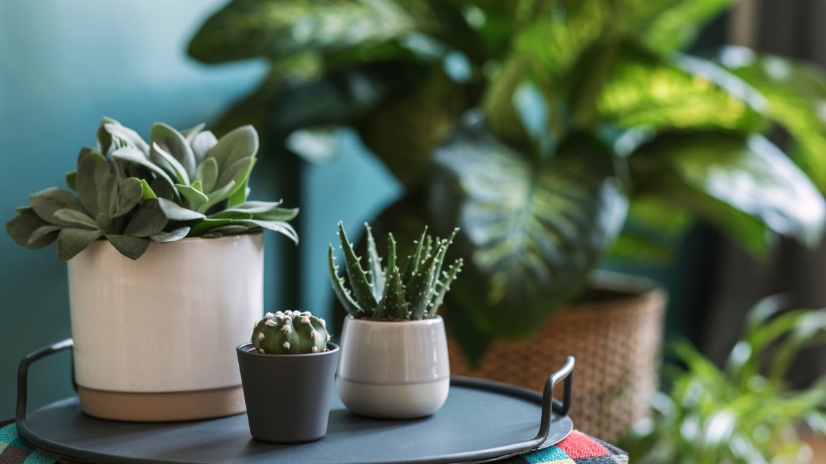 So arrangierst du Blumentöpfe wie ein Profi - KAKTOS