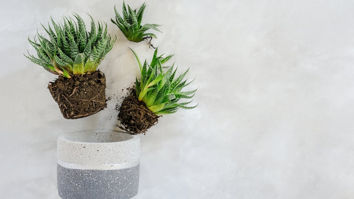 Alles, was du über das Umtopfen deiner Pflanzen wissen musst - KAKTOS