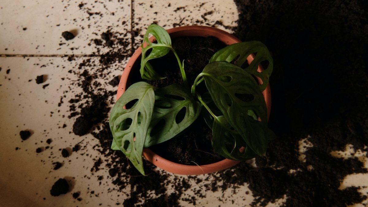 Die richtige Menge an Erde für deinen Blumentopf - KAKTOS