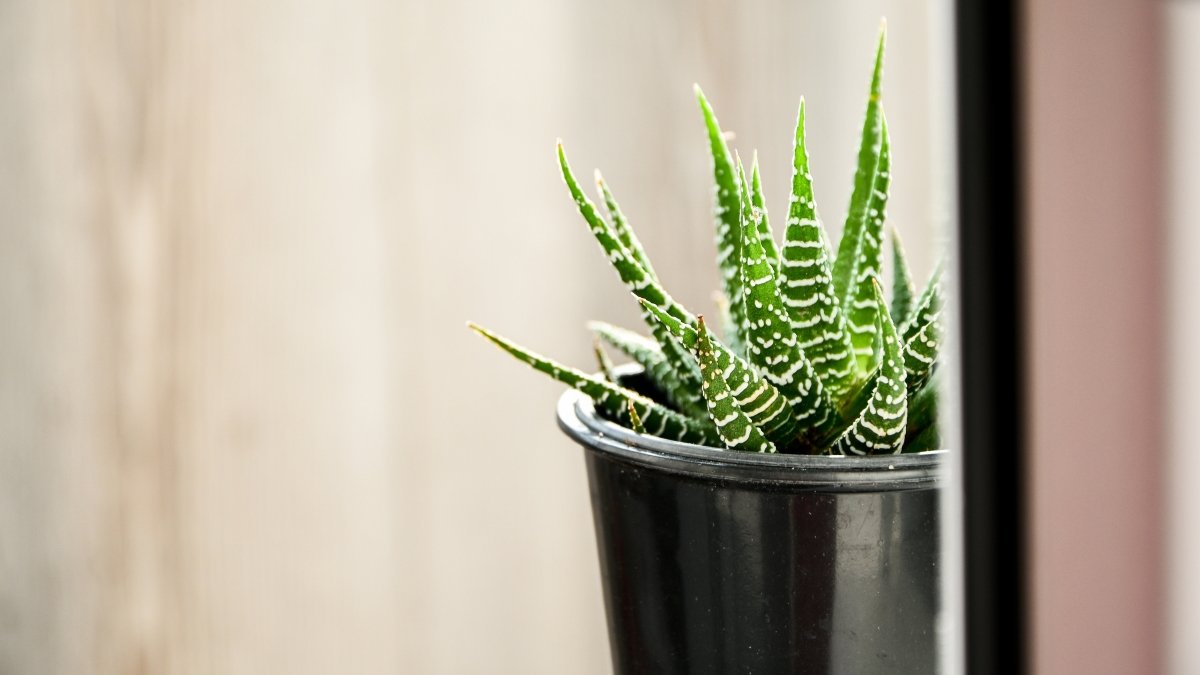 Sukkulente des Monats: Haworthia | KAKTOS
