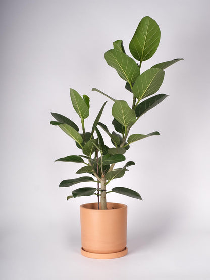 DINIS – Blumentopf für Innen- und Außenbereiche, Ton, Terrakotta Natur, Ø 18 cm, handgefertigt mit Untersetzer