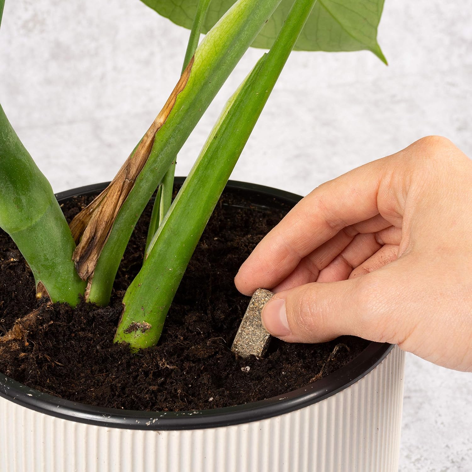 Undergreen by COMPO Jungle Fever, Dünger, Nährstoffstäbchen für Grünpflanzen, Bio-Düngestäbchen, 15 Stück