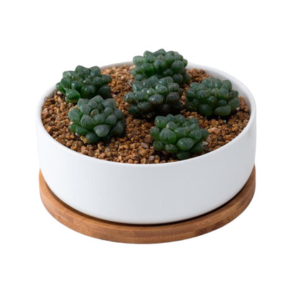 MALA Mini Topf für Kakteen und Sukkulenten, rund, weiß, ⌀ ca. 16 cm, 5,7cm hoch, mit Bambusuntersetzer -KAKTOS