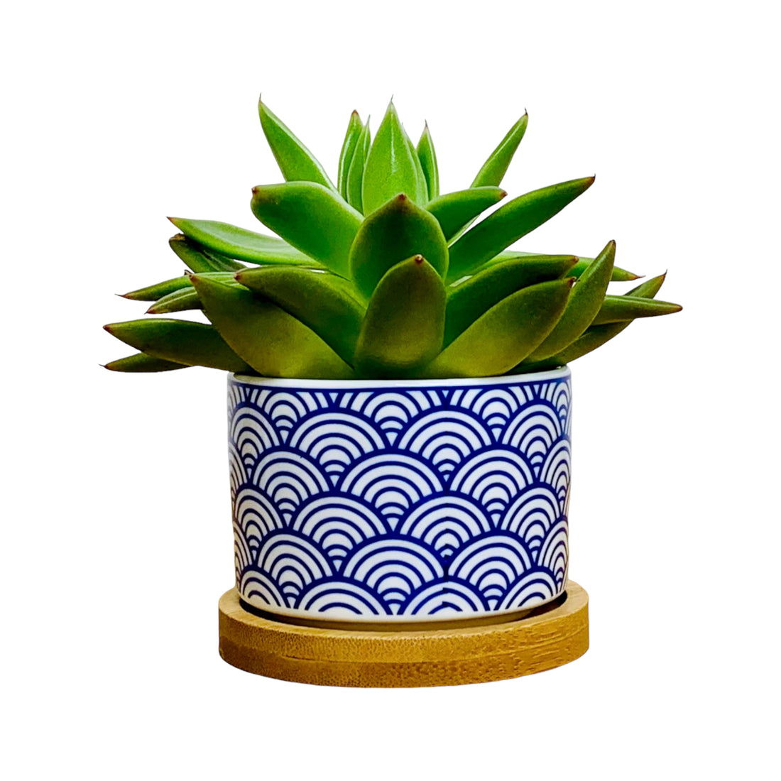 TOKYO – Mini-Blumentopf für Innenbereiche, Keramik, Weiß im japanischen Stil, Ø 6,5 cm, mit Bambusuntersetzer &amp; Drainageloch