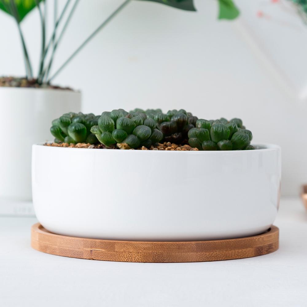 MALA Mini Topf für Kakteen und Sukkulenten, rund, weiß, ⌀ ca. 16 cm, 5,7cm hoch, mit Bambusuntersetzer -KAKTOS