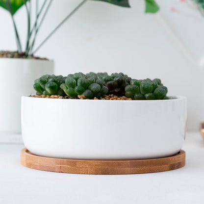 MALA Mini Topf für Kakteen und Sukkulenten, rund, weiß, ⌀ ca. 16 cm, 5,7cm hoch, mit Bambusuntersetzer -KAKTOS