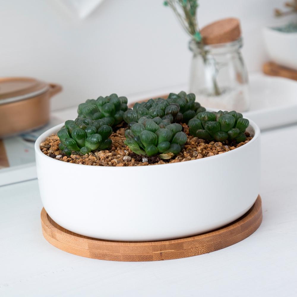 MALA Mini Topf für Kakteen und Sukkulenten, rund, weiß, ⌀ ca. 16 cm, 5,7cm hoch, mit Bambusuntersetzer -KAKTOS