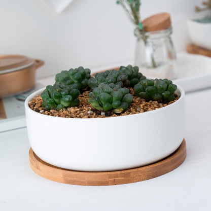 MALA Mini Topf für Kakteen und Sukkulenten, rund, weiß, ⌀ ca. 16 cm, 5,7cm hoch, mit Bambusuntersetzer -KAKTOS