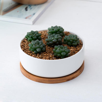 MALA Mini Topf für Kakteen und Sukkulenten, rund, weiß, ⌀ ca. 16 cm, 5,7cm hoch, mit Bambusuntersetzer -KAKTOS