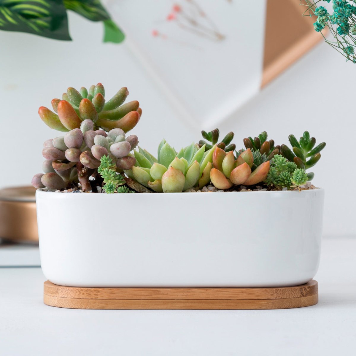 Sukkulententopf oval, weiß, Ø 16cm, mit Bambusuntersetzer und Drainageloch -KAKTOS