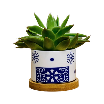 Mini-Blumentopf im japanischen Stil - Tokyo - mit Drainage-Loch, Ø 6,5 cm mit Untersetzer aus Bambus -KAKTOS