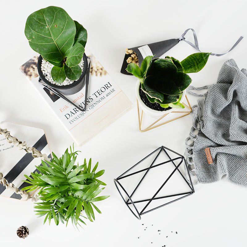 Bergen - Weißer Übertopf Ø ca 11cm mit schwarzem Ständer &quot;Hexagon&quot; -KAKTOS Pflanzgefäße &amp; Zubehör