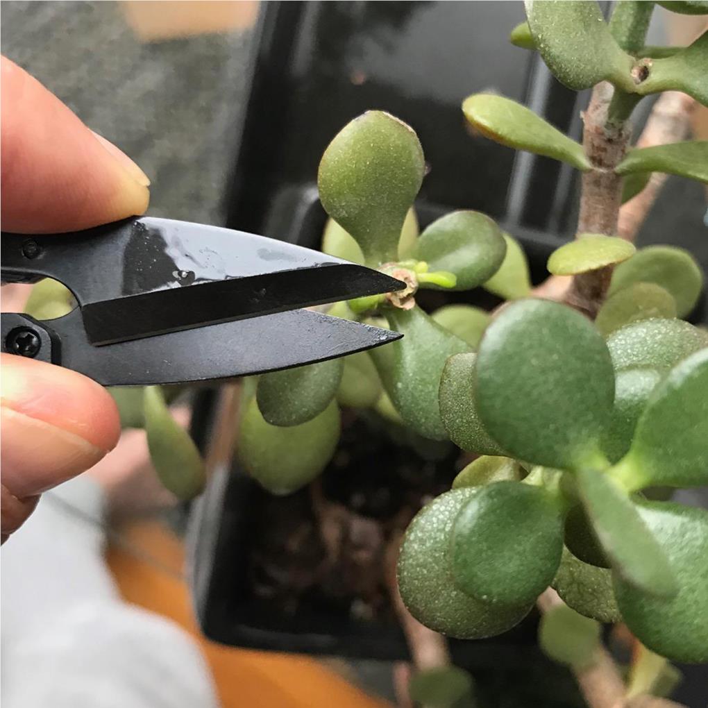 Mini-Baumschere – Dein präziser Gartenhelfer -KAKTOS