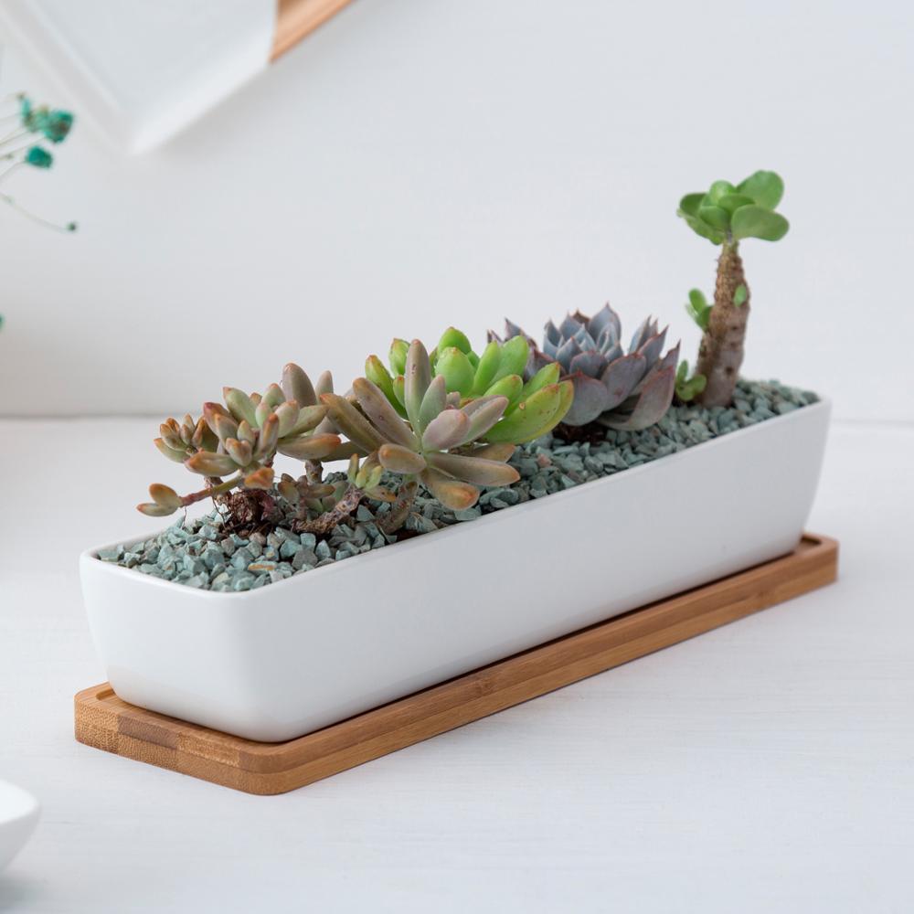 NORDIC Sukkulententopf, rechteckig/lang, ca. 27x6cm, mit Bambusuntersetzer -KAKTOS Pflanzen &amp; Zubehör