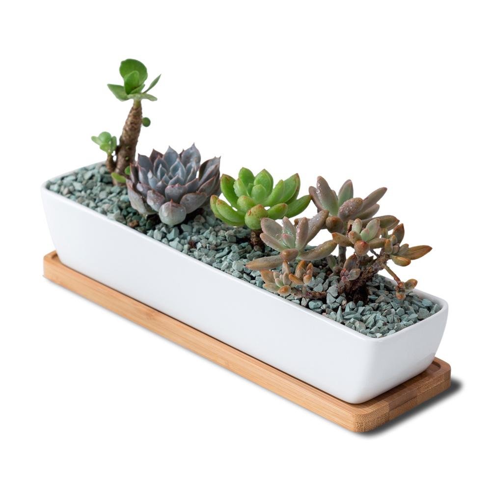 NORDIC Sukkulententopf, rechteckig/lang, ca. 27x6cm, mit Bambusuntersetzer -KAKTOS Pflanzen &amp; Zubehör