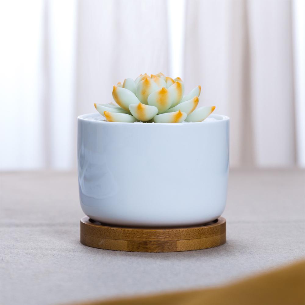 NORDIC Sukkulententopf rund, Durchmesser ca. 6 cm mit Bambusuntersetzer -KAKTOS Pflanzen &amp; Zubehör