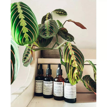 Pepin - Pflanzennahrung — Kakteen und Sukkulenten - 50ml -KAKTOS Pflanzen &amp; Zubehör