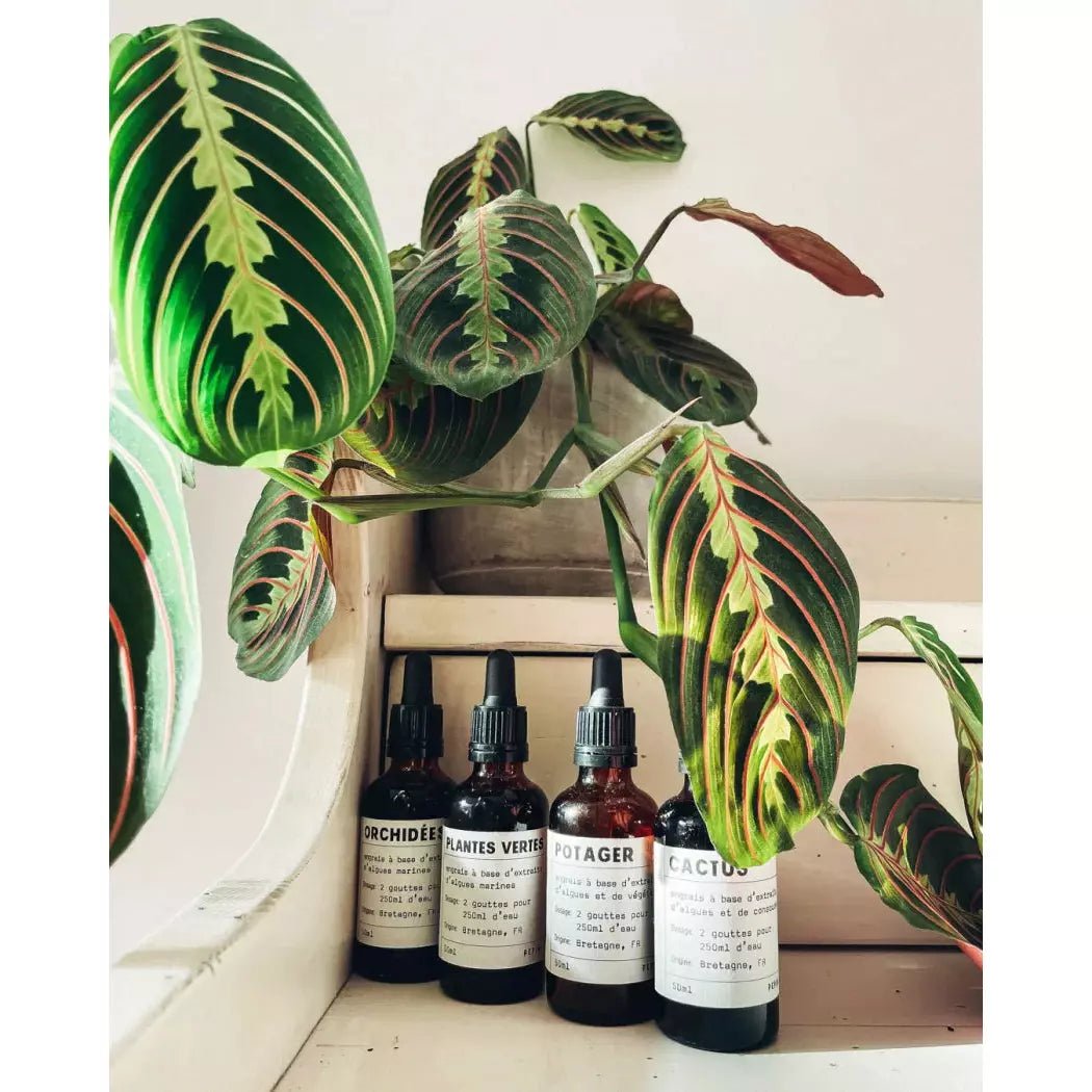 Pepin - Pflanzennahrung - Zimmerpflanzen - 50ml -KAKTOS Pflanzen &amp; Zubehör